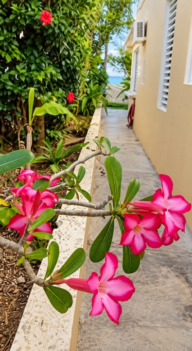 Tropical flowers beside the house
